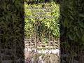 पिला और हारा फिकस 8×8 कैरी बैग #plantnursery #fruit #shortsviral #plants #shorts #agriculture