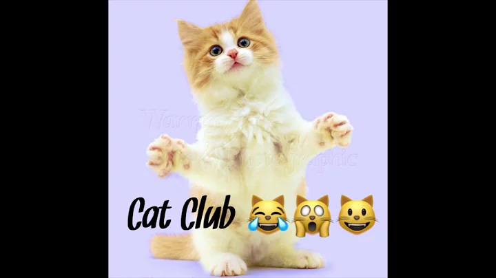 Fun Bedtime Story For Kids | Cat Club