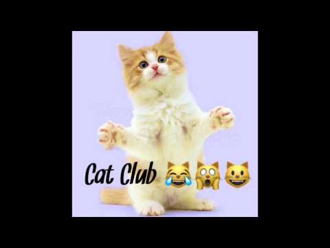 Cat Club - Children's Bedtime Story/Meditation