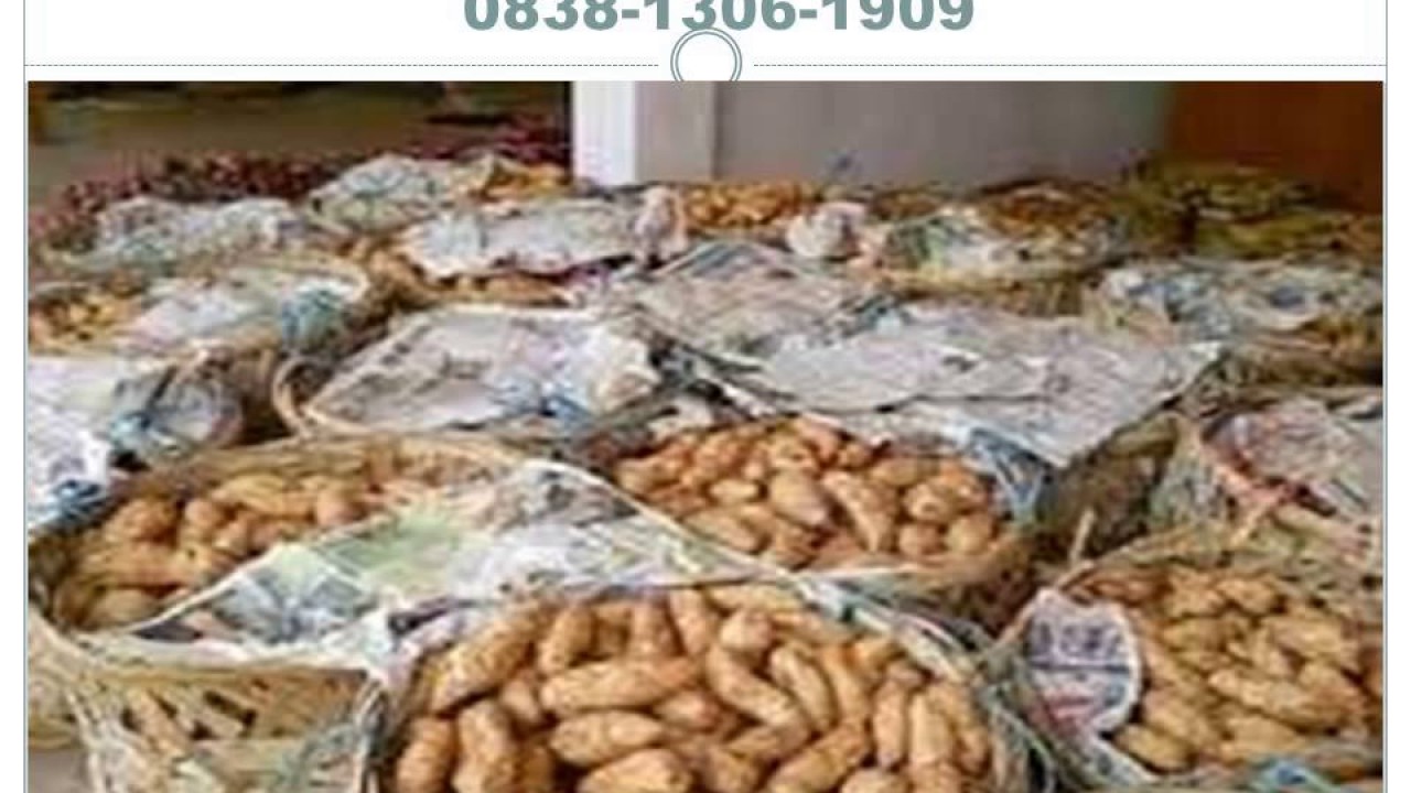 Jual Ubi Cilembu Rebus, 083813061909 (AXIS) 