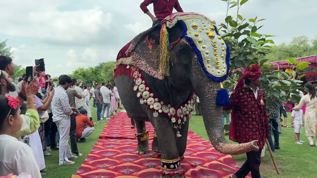 Elephant ramp walk | Elephant Fastival celebration