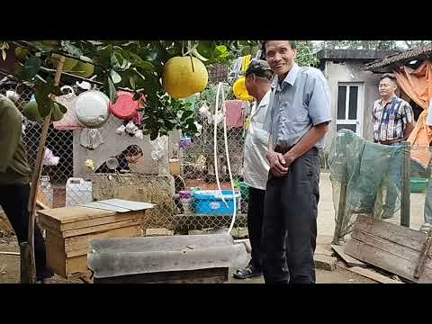 Video Khách Vượt 200km Vĩnh Phúc Vĩnh tường Xuống Thăm Ong - youtube