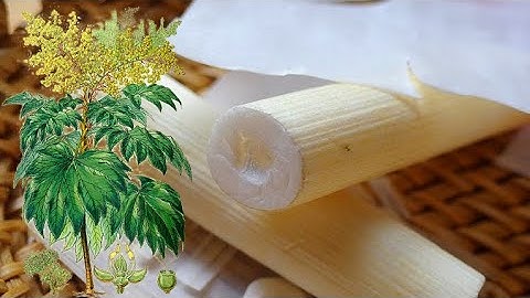 Tác dụng của vị thuốc THÔNG THẢO theo y học hiện đại và y học cổ truyền