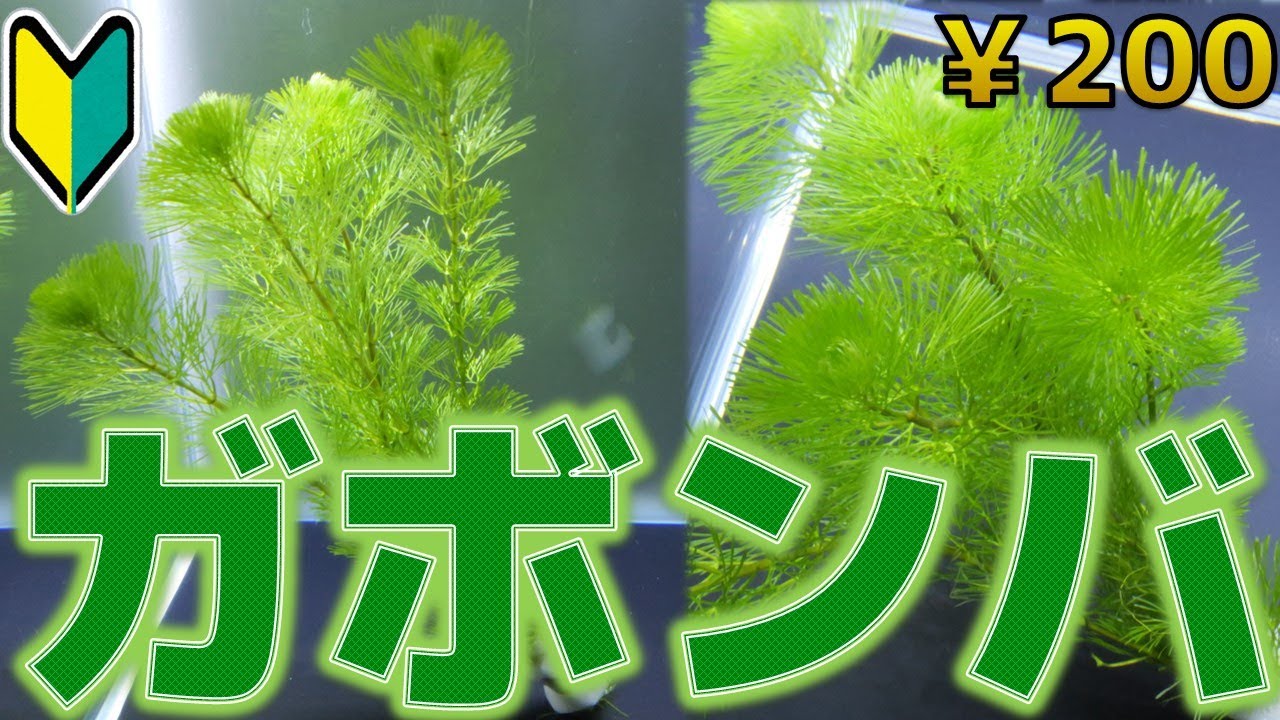 【水草紹介】綺麗だけど食べさせたい。ガボンバ【ふぶきテトラ】