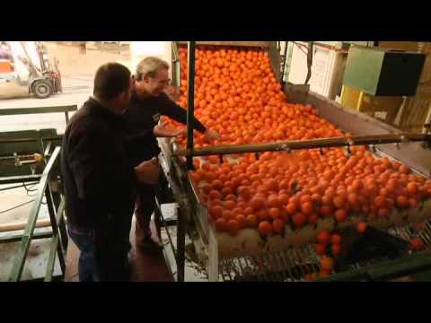 Video: Narandžillas ražas ceļvedis - uzziniet, kā izvēlēties Narandžillas augļus
