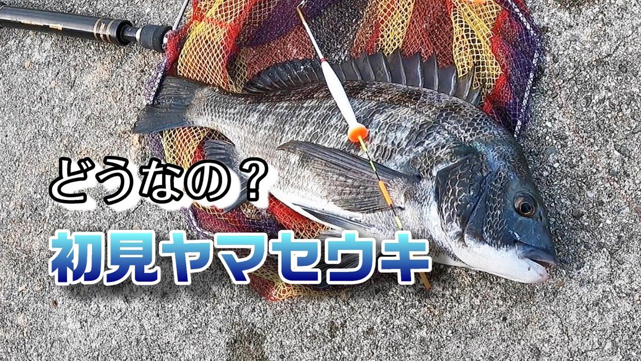 めっちゃ釣れる・・が、不本意だぜ！ - YouTube