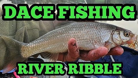 Stick Float Fishing On The River Ribble - Dannys Angling Blog