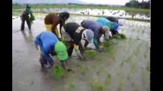 Rice Planting Phil Vacation 2013