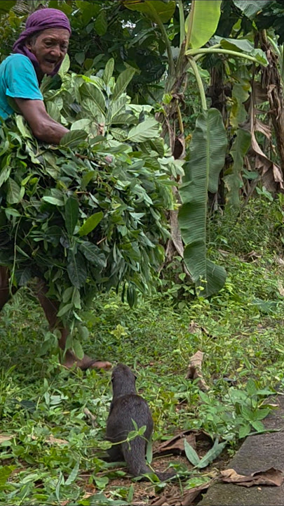 Siboni mau ikut bantu #betinurgustiani #siboni #animals #americanfunnyvideos