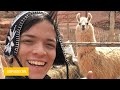 Viendo llamas por primera vez en JUJUY - ARGENTINA