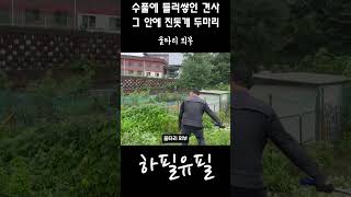 폭우 속 수풀에 둘러쌓인 견사와 진돗개 백구 모자를 위한 행동