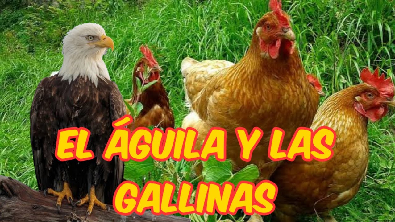 El águila 🦅 y las gallinas|La yegua que puso un huevo - YouTube