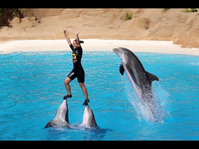 Sea World Dolphin Tricks