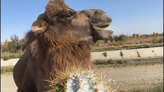 Camels can eat cactus with thorns