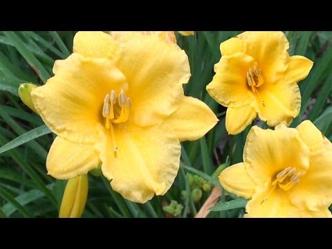 Vídeo: Uso Medicinal De Daylilies
