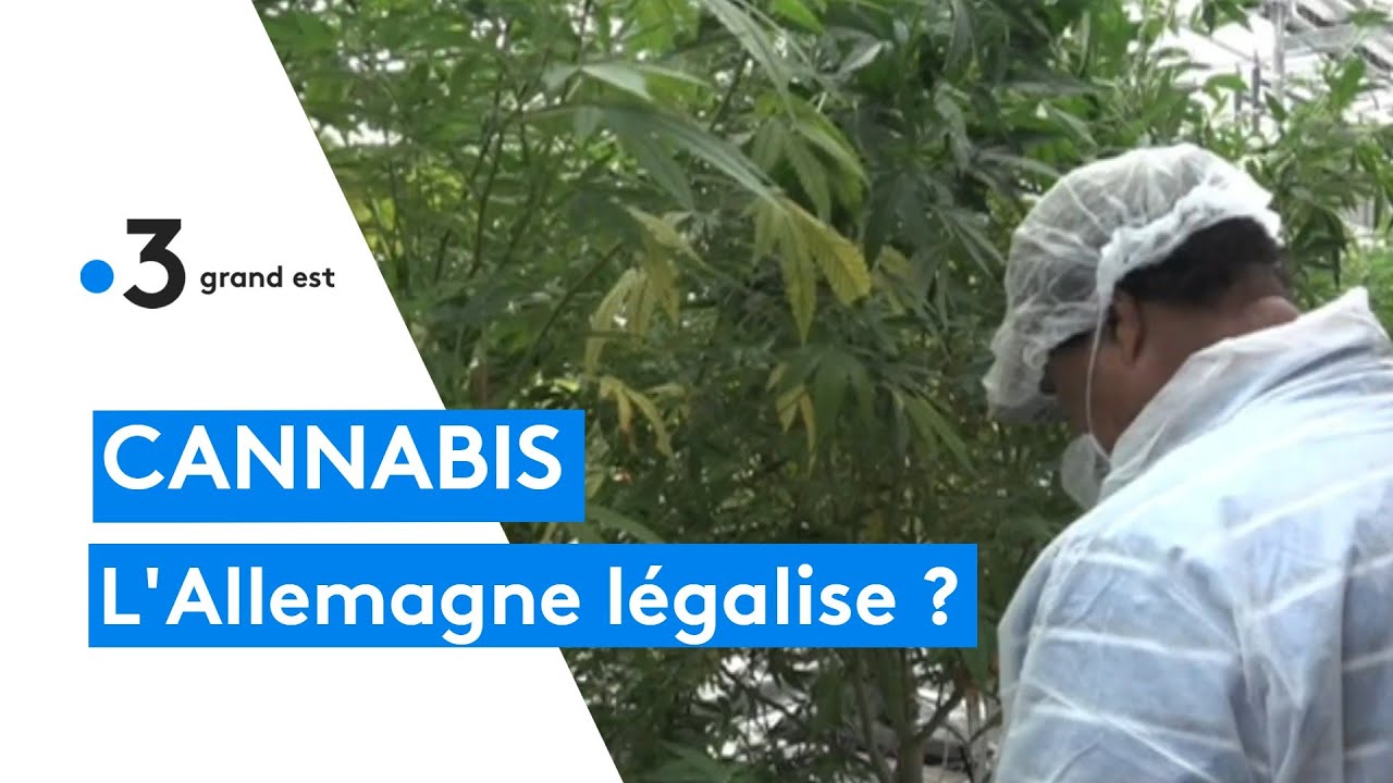 Cannabis l'Allemagne présente son projet de légalisation YouTube