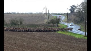 Szarvasvonulás Baranyában. Deer her migration