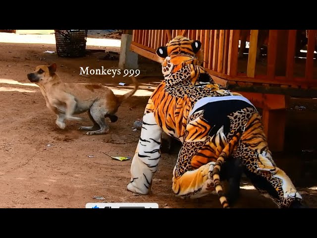 Funny dog Funny fake tiger and funny dog prank try not to laugh 2022