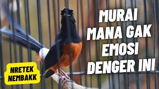 MURAI BATU GACOR FULL ISIAN TEMBAKAN KASAR KRETEKAN KERAS SANGAT AMPUH MEMANCING MURAI BATU EMOSI