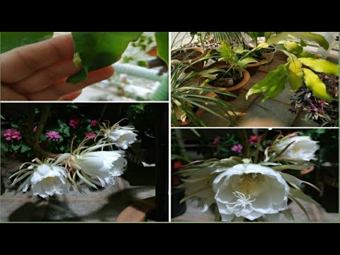 वीडियो: एपिफिलम की देखभाल - एपिफिलम कैक्टस के पौधे कैसे उगाएं