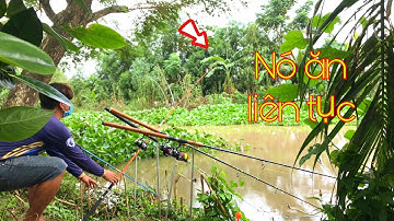 Câu Cá Tra Sông Mùa Nước Nổi - Thả Mồi Là Cá Ăn Và Sự Ức Chế Của Cần Thủ | Fishing - Miền Tây