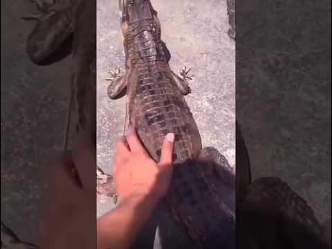 Friendly Alligator 🐊