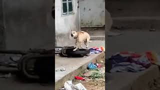 #dog #pets #tiktok #shorts