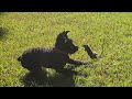Giant schnauzer pup vs big rat   3rd attempt ratting