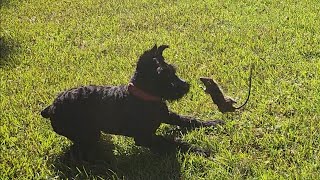 Giant Schnauzer Pup vs BIG RAT |  3rd Attempt Ratting