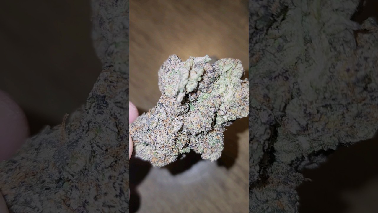 White Truffle Strain 