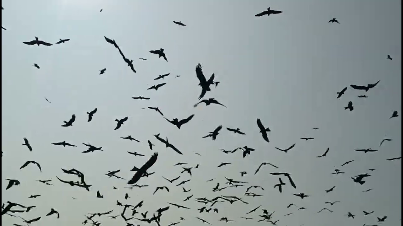 Day in my Life | Kerala Literature Festival 2026- Meeting Sunita William.