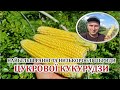 Найбільш ранні та низькорослі гібриди цукрової кукурудзи