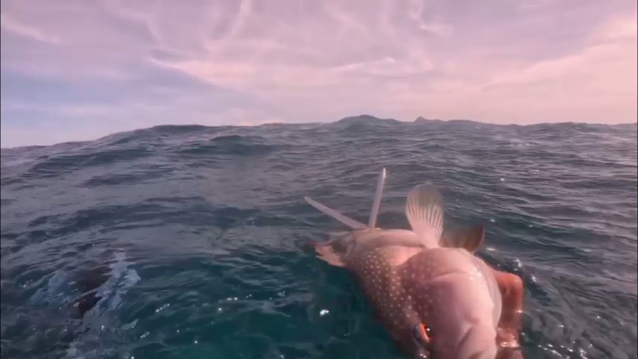 Mamahaling isda naka libre nanaman ulam