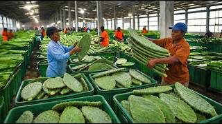 How Cactus Is Processed Into Juice & Medicine | Inside a Modern Cactus Factory