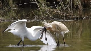 Espátula alimentando a su cría. Spoonbill feeding its young.