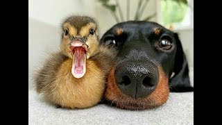 Funny Dogs playing with Ducks -  Dog and Duck funny Moments Compilation