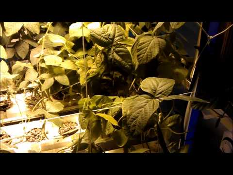 Indoor Aeroponic Soybeans