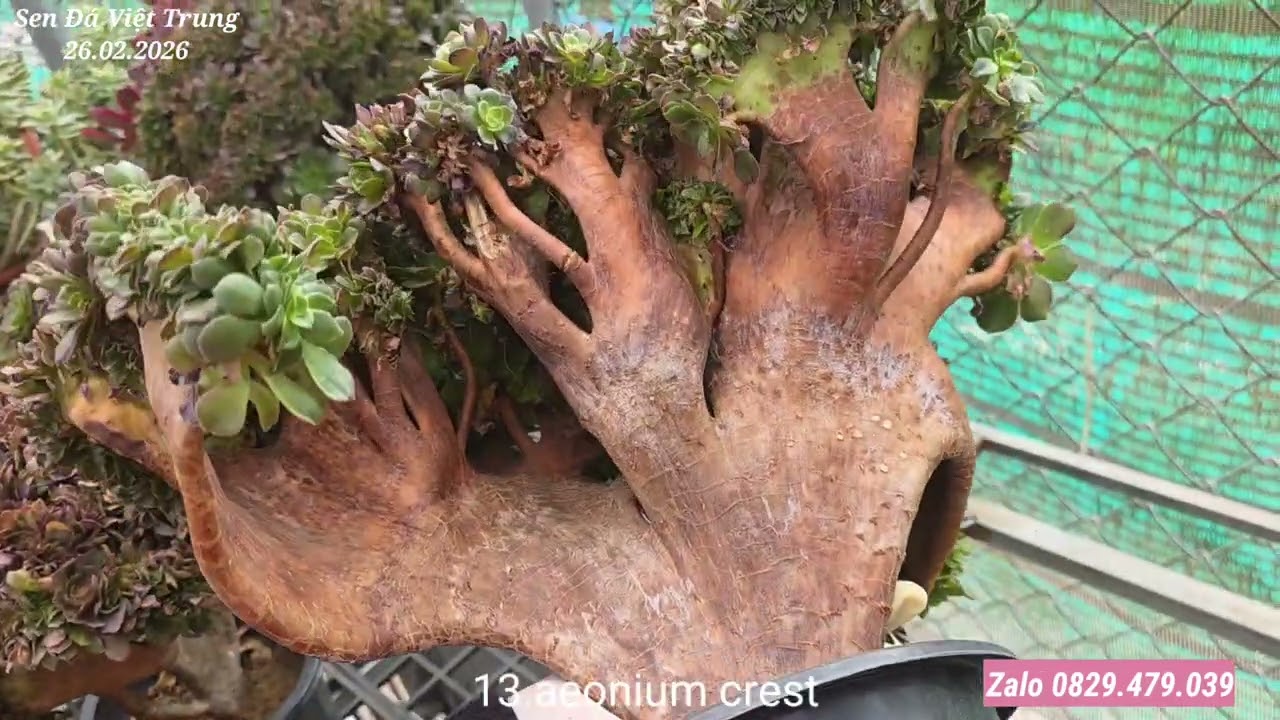 26.02.2026 Khai Trương đầu năm giảm 10_60% cho các mã hàng và còn được miễn ship...(^_^).