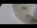 Araña saltarina cazando a su presa (mosca)