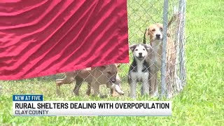 Rural animal shelters struggle with overpopulation
