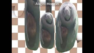 Mr Walrus And Friends