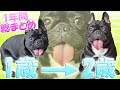 フレンチブルドッグココ誕生日　1歳→2歳の1年間！1歳総まとめ