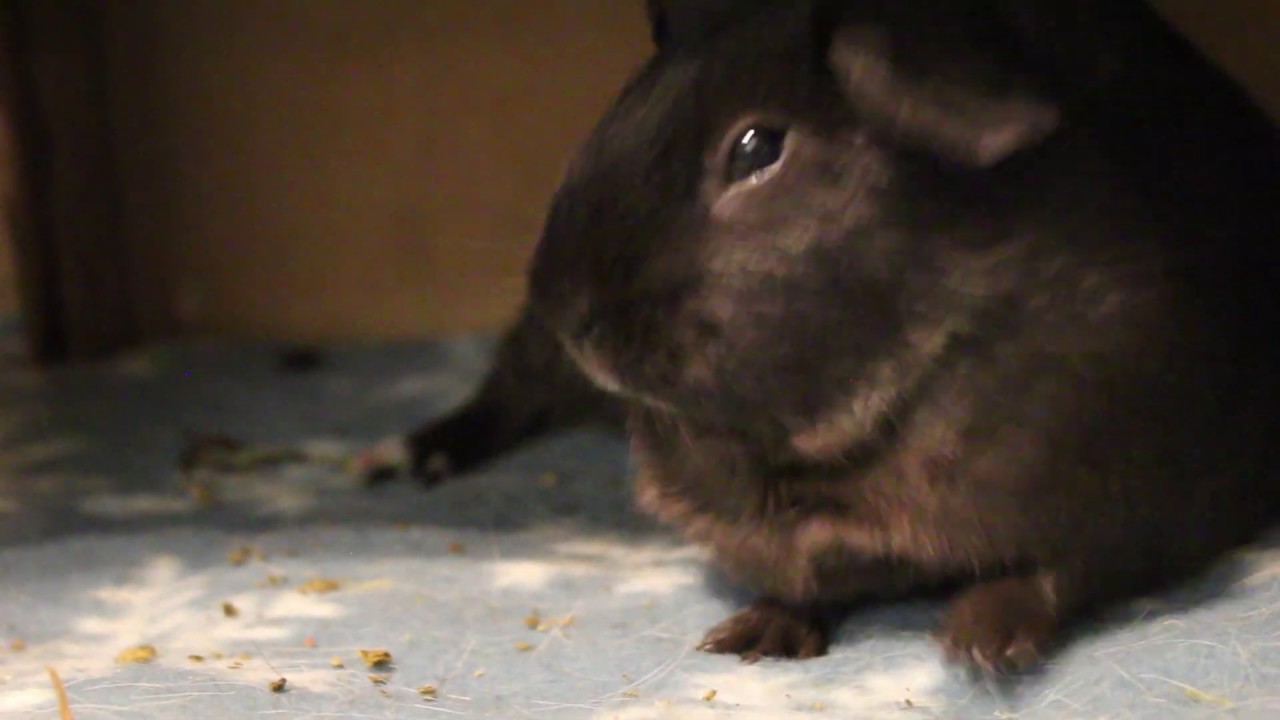 are guinea pigs supposed to eat their poop