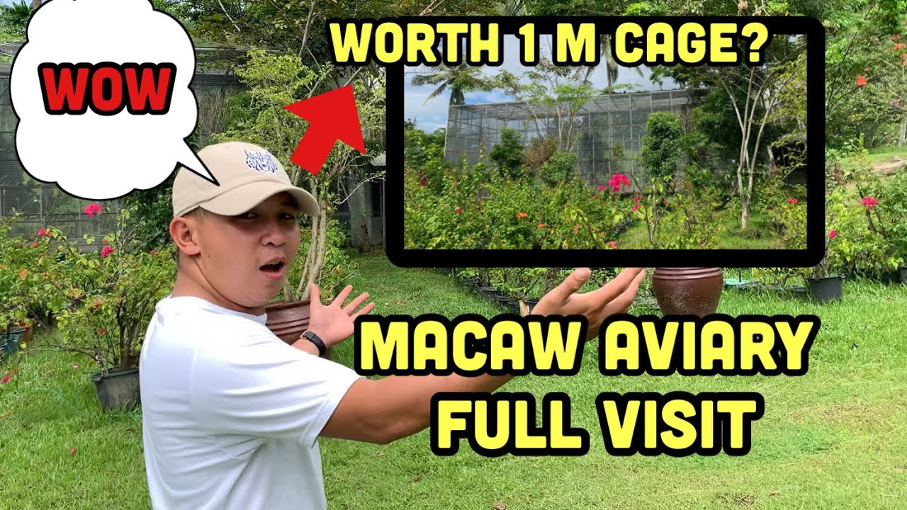 MACAW AVIARY FULL VISIT IN CEBU SUPER BIG CAGE YouTube