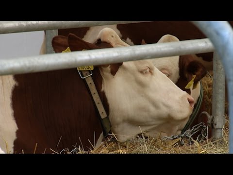 Video: Vlastnosti Kravy Z Dresu