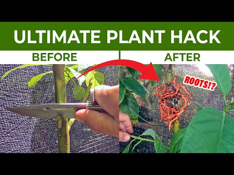 YouTubeでCLONE any FRUIT TREE the EASY WAY | ULTIMATE PLANT HACKを視聴 YouTubeでCLONE any FRUIT TREE the EASY WAY | ULTIMATE PLANT HACKを視聴