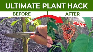 CLONE any FRUIT TREE the EASY WAY | ULTIMATE PLANT HACK