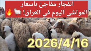 انفجار مفاجئ بأسعار المواشي اليوم في العراق! 🐑🔥