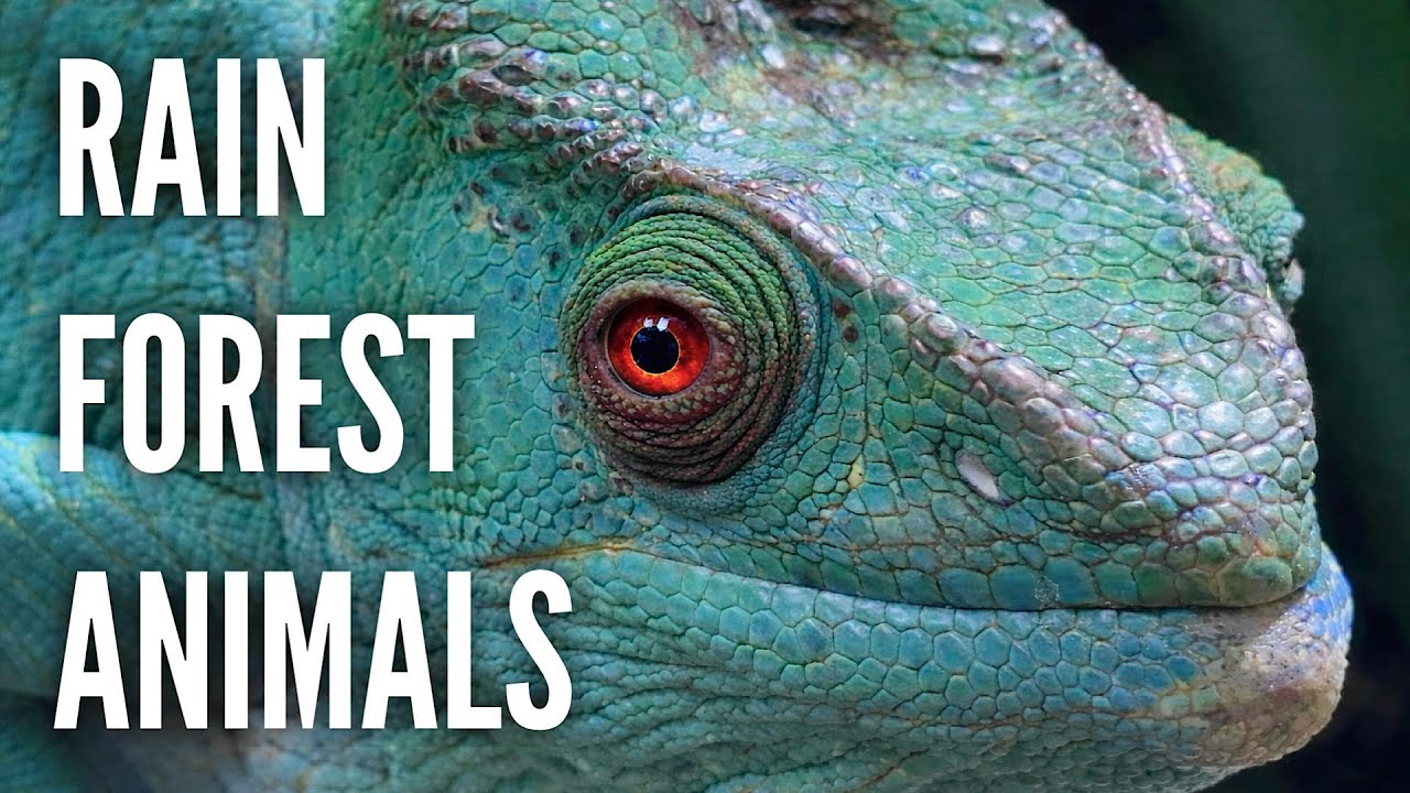 Rainforest Animals | Aqua Terra Zoo | 4K