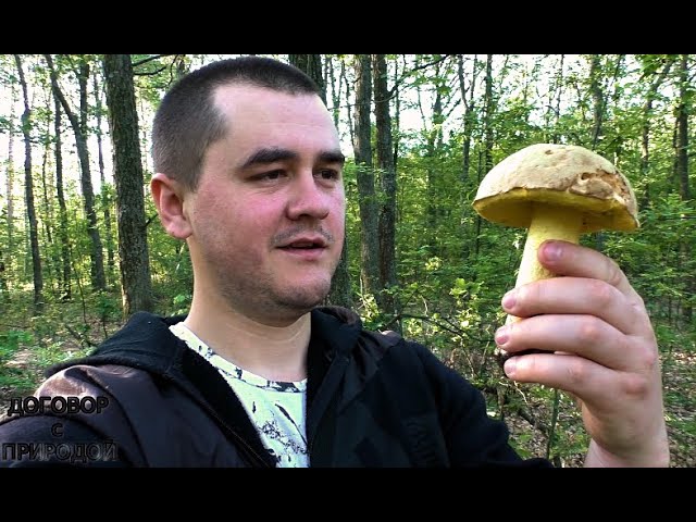 Основні характеристики українського білого гриба дубовика: